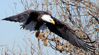 Bald Eagle