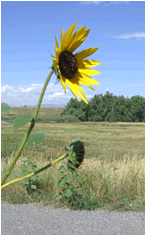 Sunflower